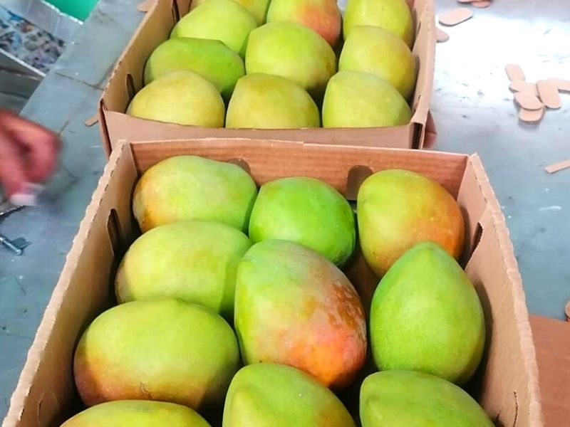 Apple Mango