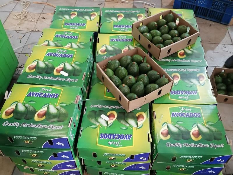 Hass Avocado - Kenya Export | KenFru Veg Produce