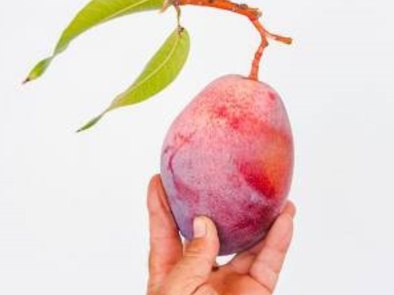Kent Mango