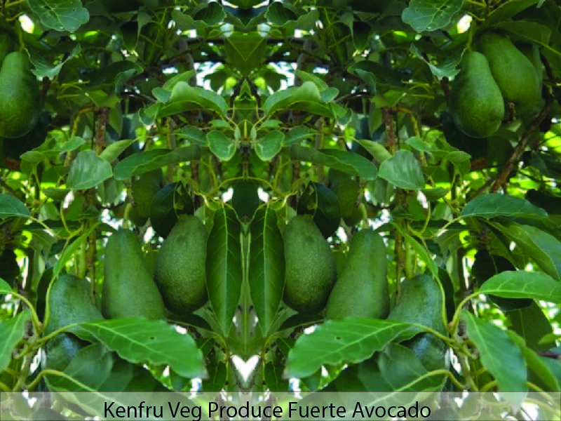 Fuerte Avocado - Kenya Export | KenFru Veg Produce