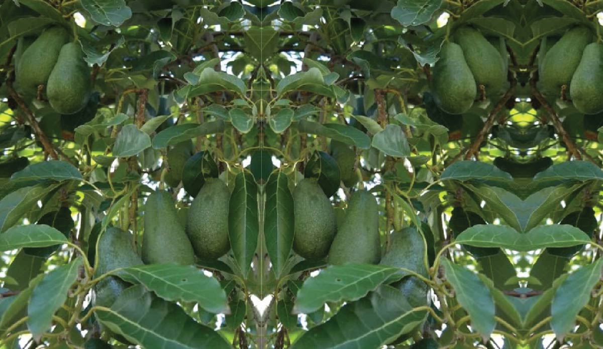 Fuerte Avocado