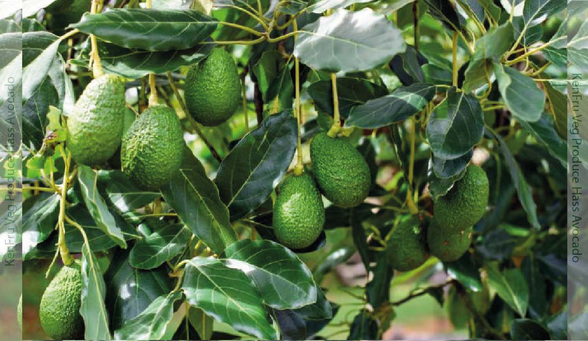 Hass Avocado