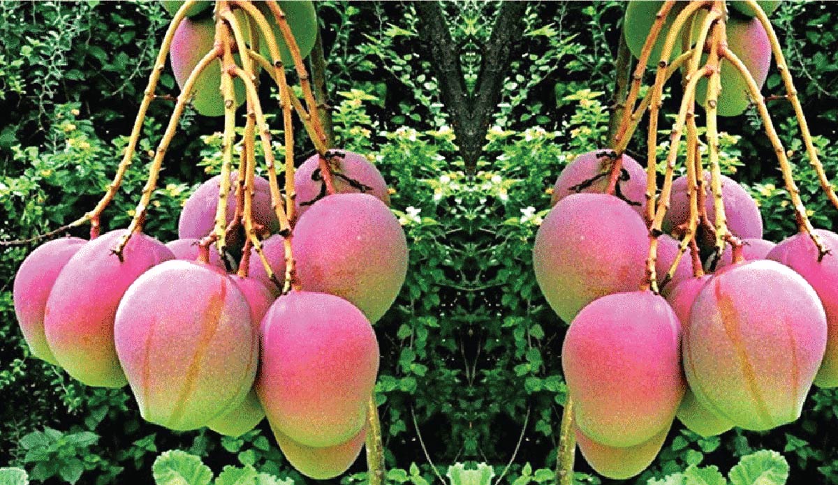 Kent Mango