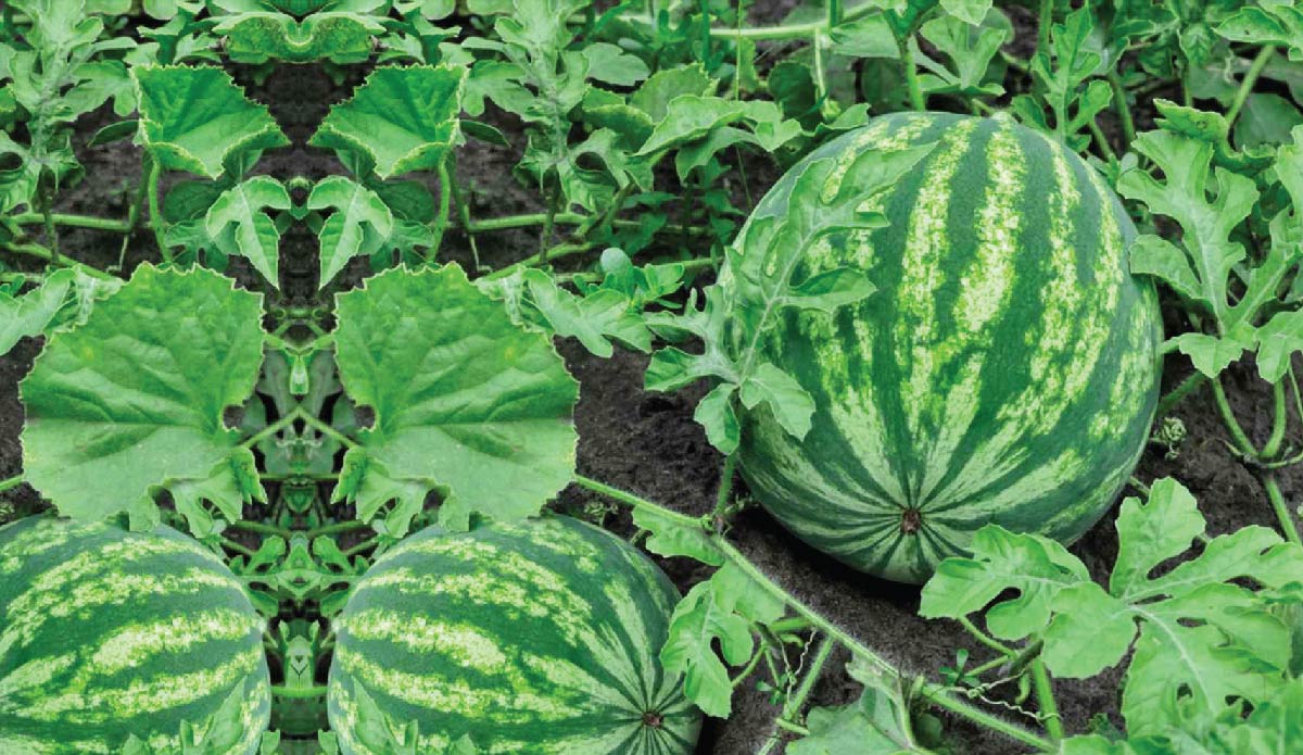 Watermelon