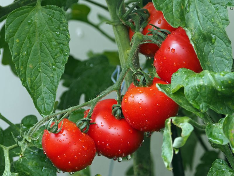 Tomatoes